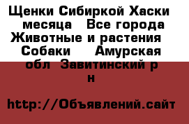 Щенки Сибиркой Хаски 2 месяца - Все города Животные и растения » Собаки   . Амурская обл.,Завитинский р-н